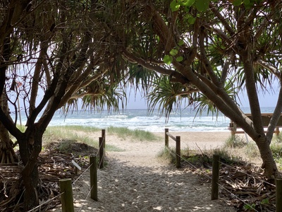 Casuarina
