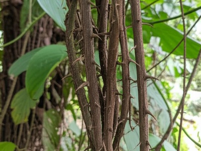 Cat's claw