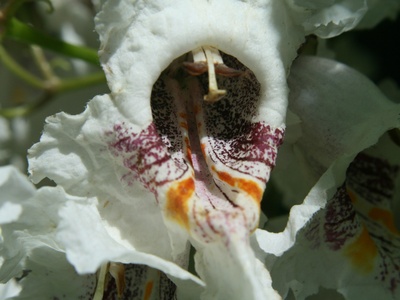 Catalpa