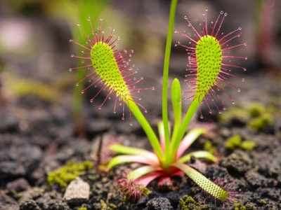 Catapulting sundew