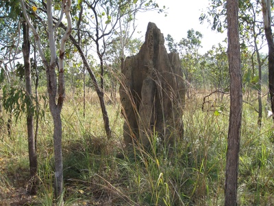 Cathedral Termite