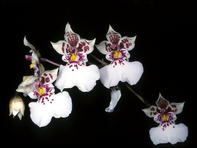 Caucaea phalaenopsis