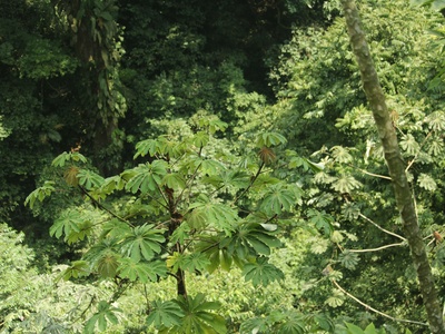Cecropia