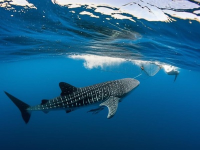 Cenderawasih Bay Whale Shark