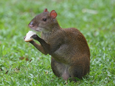 Central American agouti