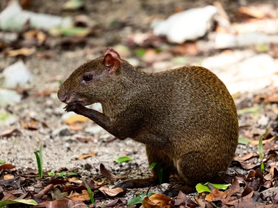 Central American agouti