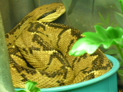 Central American bushmaster