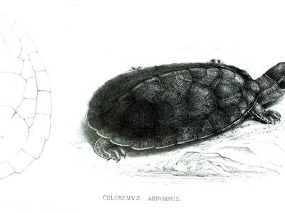 Central American River Turtle
