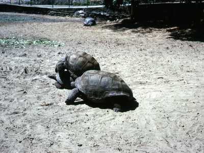 Central Asian Tortoise