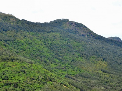 Cerro Jefe Anole