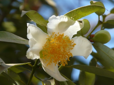 Ceylon Ironwood