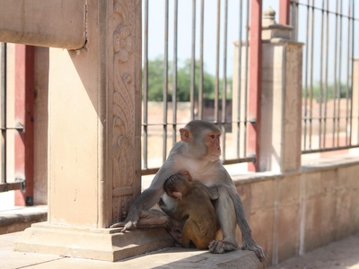 Chacma Baboon