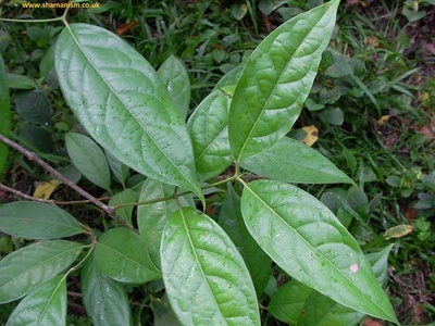 Chacruna