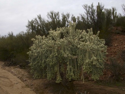 Chain Fruit Cholla