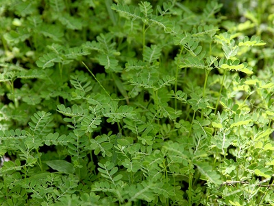 Chanca Piedra