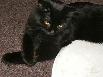 Chantilly-Tiffany