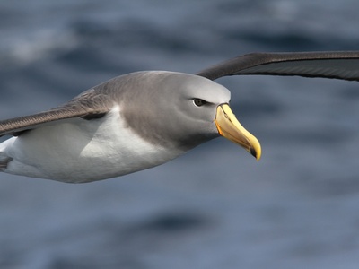 Chatham Albatross