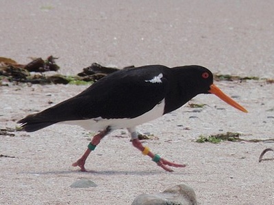 Chatham Oystercatcher