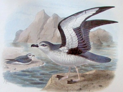 Chatham Petrel