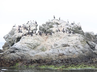 Chatham Shag