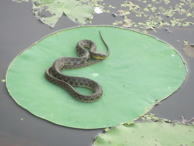 Checkered Keelback