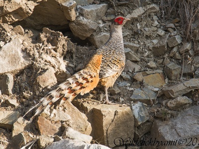 Cheer Pheasant