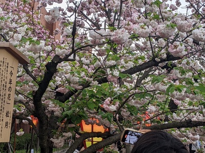 Cherry Blossom