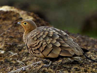 Chestnut-bellied sandgrouse