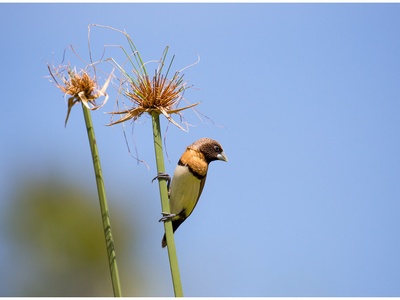 Chestnut-breasted Mannikin