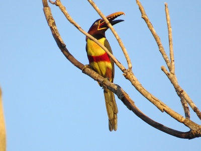Chestnut-eared Aracari