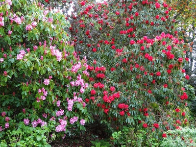 Chilean Fire Tree