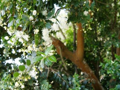 Chilean myrtle (White‑flowering)