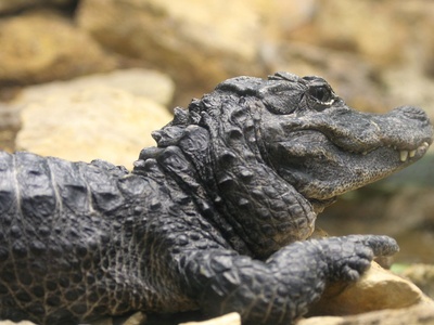 Chinese Alligator