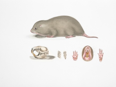 Chinese bamboo rat