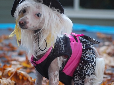 Chinese Crested