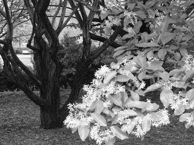 Chinese Fringetree