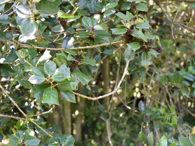 Chinese holly