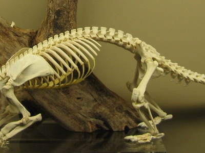 Chinese pangolin