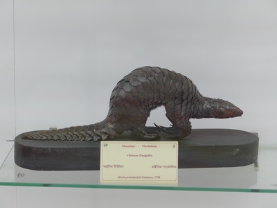 Chinese pangolin