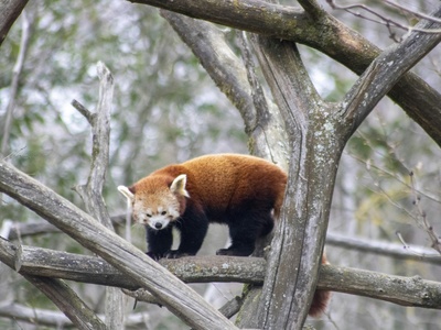 Chinese red panda