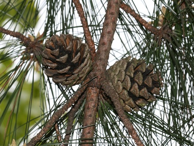 Chinese red pine