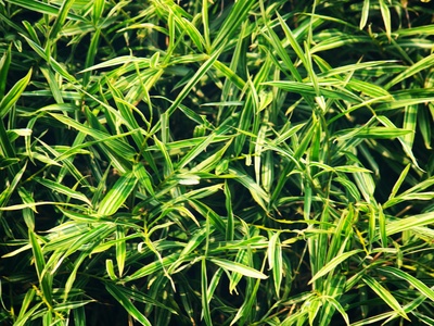 Chinese Silvergrass
