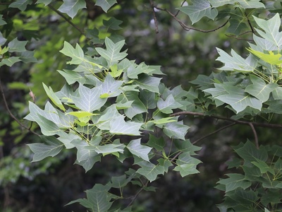 Chinese tulip tree