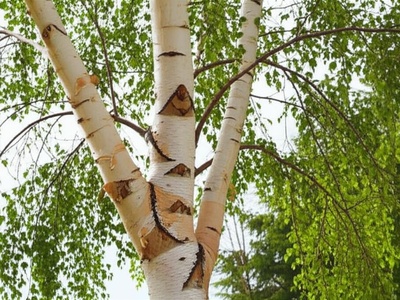 Chinese White Birch