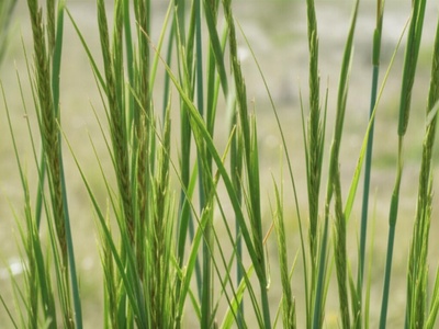 Chinese wildrye