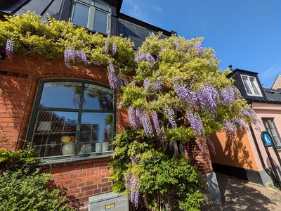 Chinese wisteria