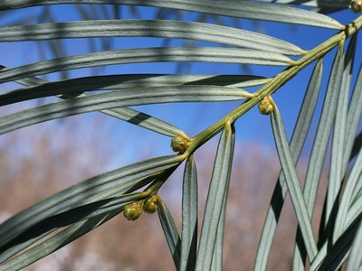 Chinese yew