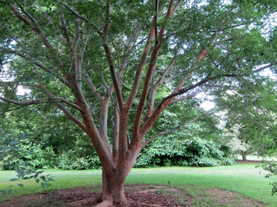 Chinese zelkova
