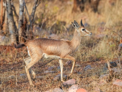 Chinkara