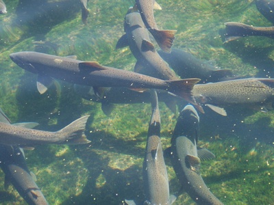 Chinook salmon